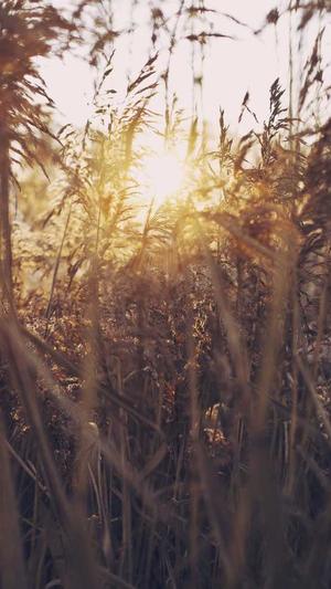 蜘蛛池外推截图4