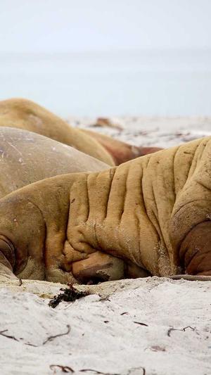 seo在线工具截图3