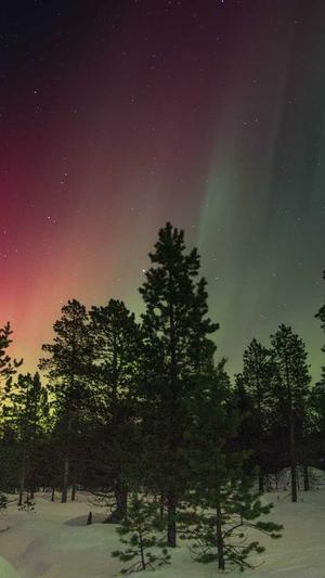 seo在线工具截图4