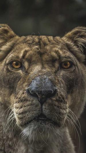 seo霸屏公司截图2